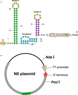 The 5′-end motif of Senecavirus A cDNA clone is genetically modified in 36 different ways for uncovering profiles of virus recovery